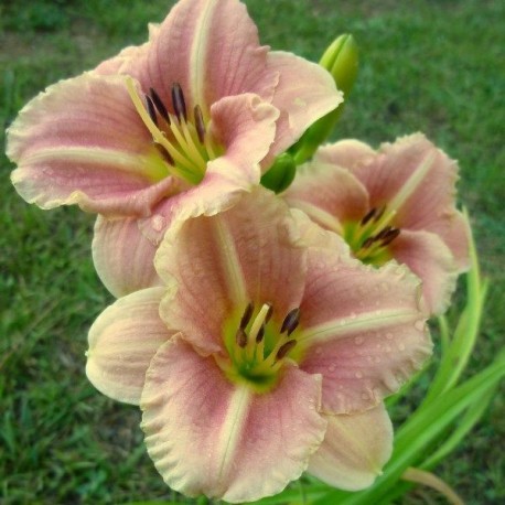 Hemerocallis 'Little Anna Rosa'