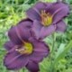 Hemerocallis 'Little Grapette'