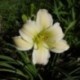 Hemerocallis 'Little Mucha Minto'