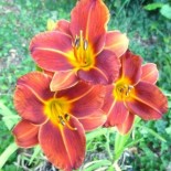 Hemerocallis 'Little Papoose'