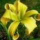 Hemerocallis 'Lois Burns'