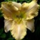 Hemerocallis 'Lonesome Dove'