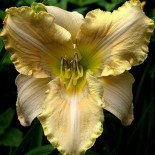 Hemerocallis 'Lonesome Dove'