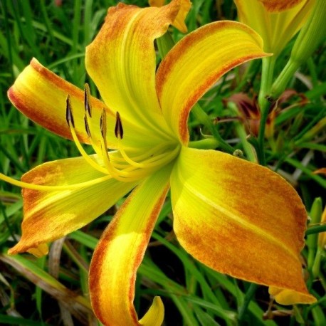 Hemerocallis 'Lotsa Dots'