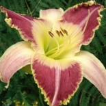 Hemerocallis 'Lotus Position'