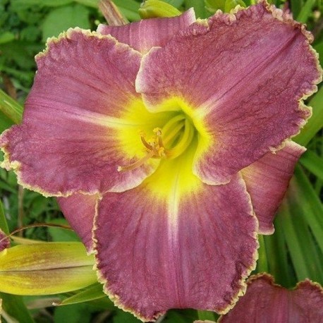 Hemerocallis 'Louis  the Sixteenth'