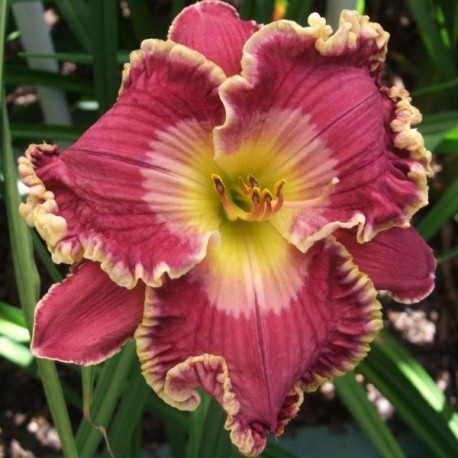 Hemerocallis 'Love Struck'