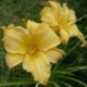 Hemerocallis 'Lunar Concept'