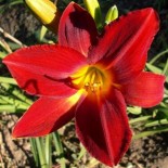 Hemerocallis 'Lusty Lealand'