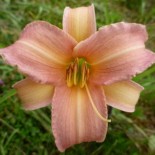 Hemerocallis 'Luxury Lace'