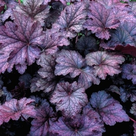 Heuchera 'Amethyst Mist'