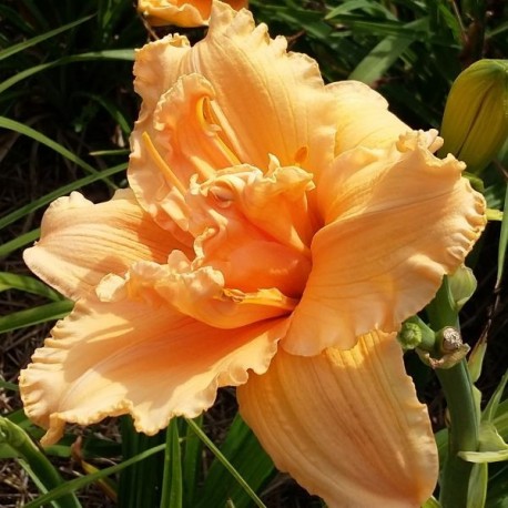 Hemerocallis 'Madge Cayse'