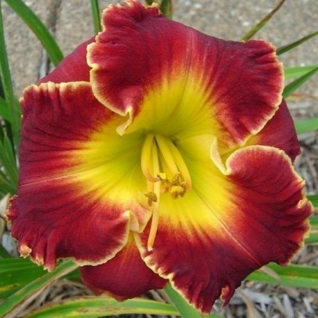 Hemerocallis 'Madly Red'