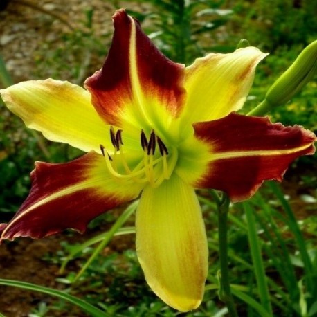 Hemerocallis Magic Dawn'