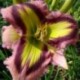 Hemerocallis 'Malachite Prism'