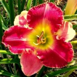 Hemerocallis 'Malaysian Marketplace'