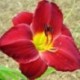 Hemerocallis 'Mama Mia'