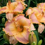 Hemerocallis 'Mandarine Seas'