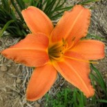 Hemerocallis 'Mango Pop'