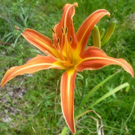 Hemerocallis 'Margaret Perry'