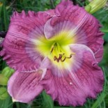 Hemerocallis 'Margaret's Blue Diamonds'