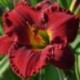 Hemerocallis 'Maria Callas'