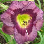 Hemerocallis 'Marietta Dreamer'