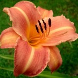 Hemerocallis 'Martha Lee'