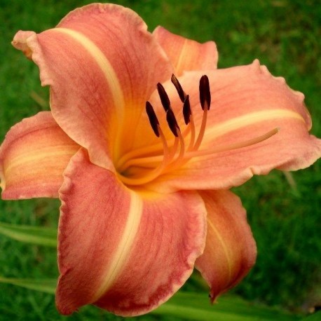 Hemerocallis 'Martha Lee'