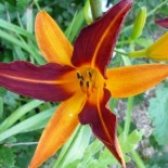 Hemerocallis 'Mary Guenther'