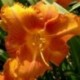 Hemerocallis 'Mauna Loa'