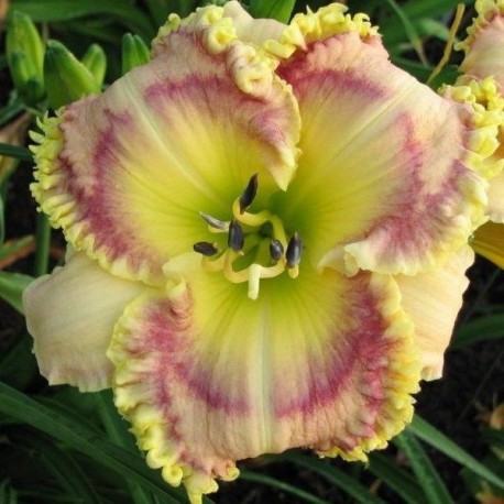 Hemerocallis 'Mckenzie's Magic'