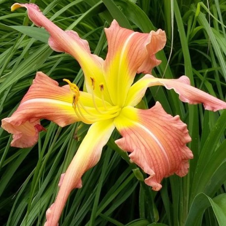 Hemerocallis 'Melissa's Starfish'