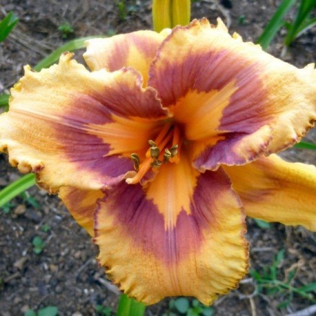 Hemerocallis 'Mexican Magic'