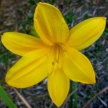 Hemerocallis middendorffii