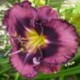 Hemerocallis 'Midnight Amulet'