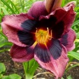 Hemerocallis 'Midnight Dynamite'