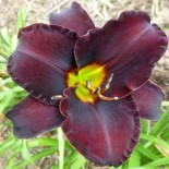 Hemerocallis 'Midnight Magic'