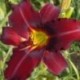 Hemerocallis 'Mighty Mogul'