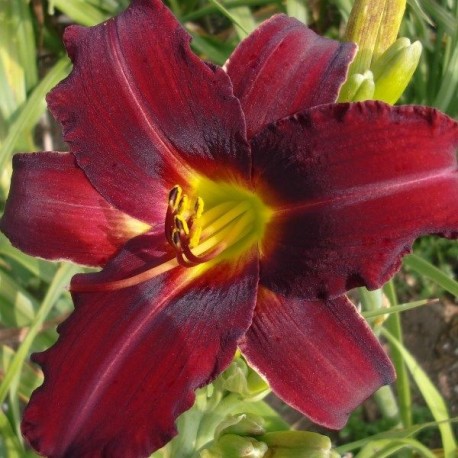 Hemerocallis 'Mighty Mogul'