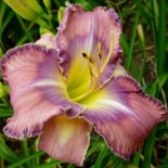 Hemerocallis 'Mildred Mitchell'