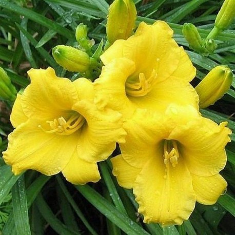 Hemerocallis 'Mini Stella'