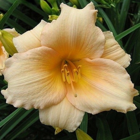 Hemerocallis 'Minipearl'