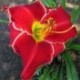 Hemerocallis 'Mississippi Red Dragon'