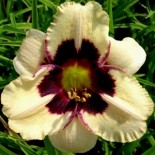 Hemerocallis 'Moonlit Masquerade'