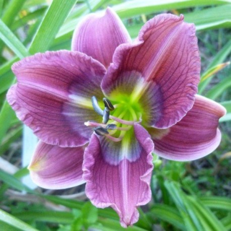 Hemerocallis 'Morrie Otte'