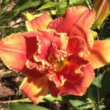 Hemerocallis 'Moses Fire'