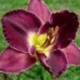 Hemerocallis 'Mountain Majesty'