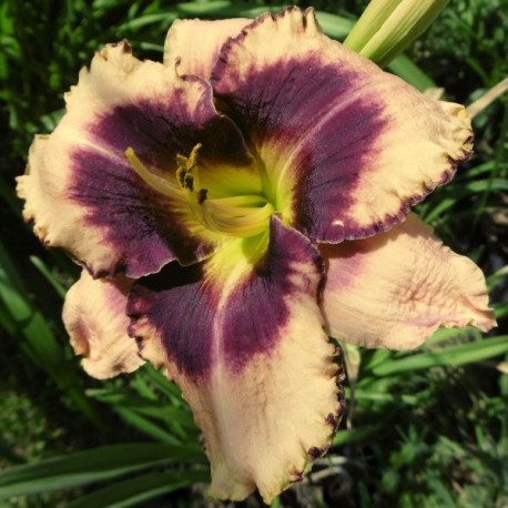 Hemerocallis 'Moussaka'