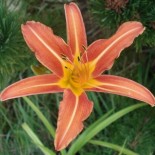 Hemerocallis 'Mrs John J.Tigert'